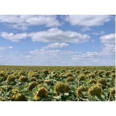 ГУСЛЯР