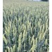 Озимая пшеница АСТАРТА